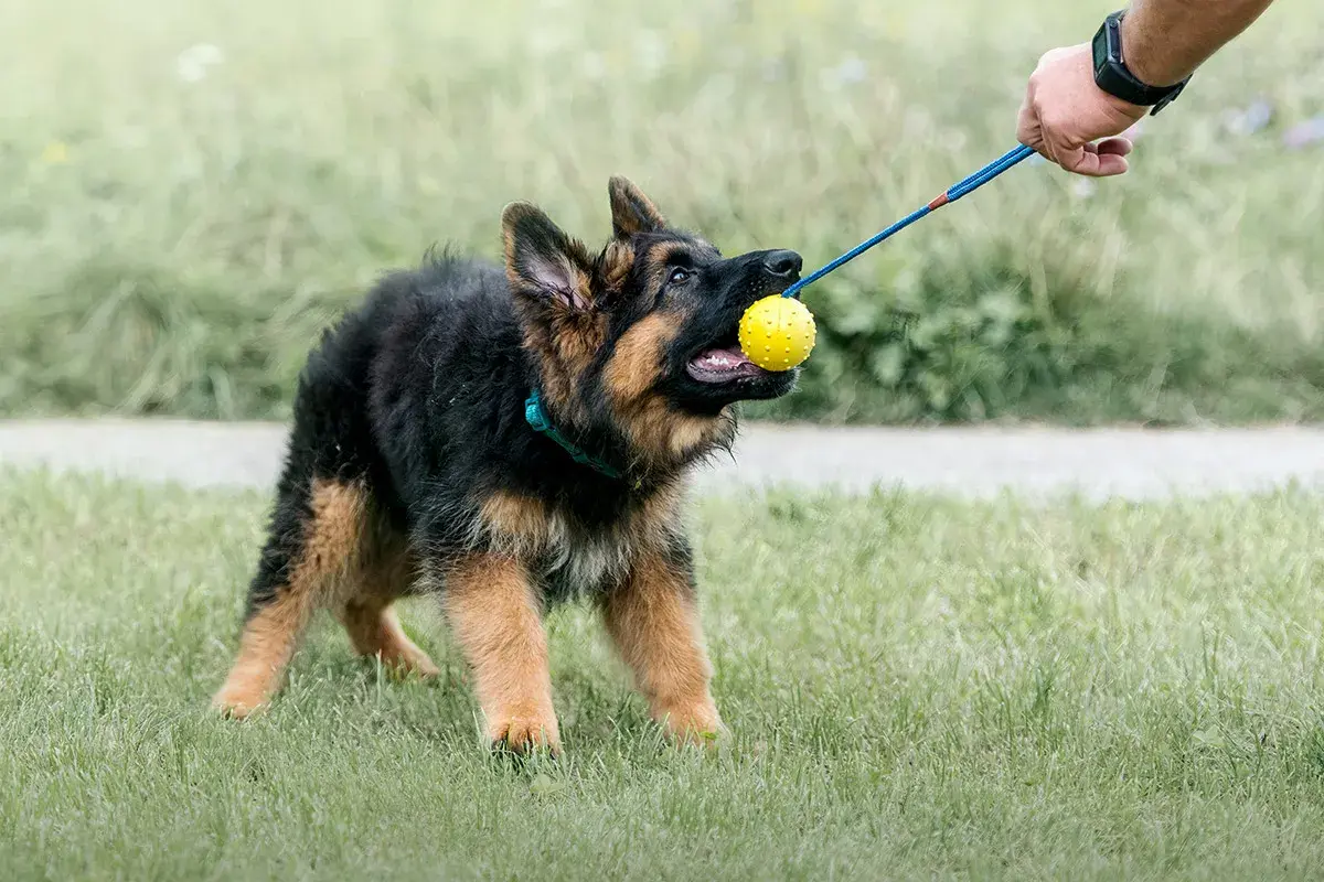 Szczeniak owczarka niemieckiego w szaleńczym pędzie, z żółtą piłeczką w pysku, gotowy na zabawę. Zoomies u psa to czysta radość!