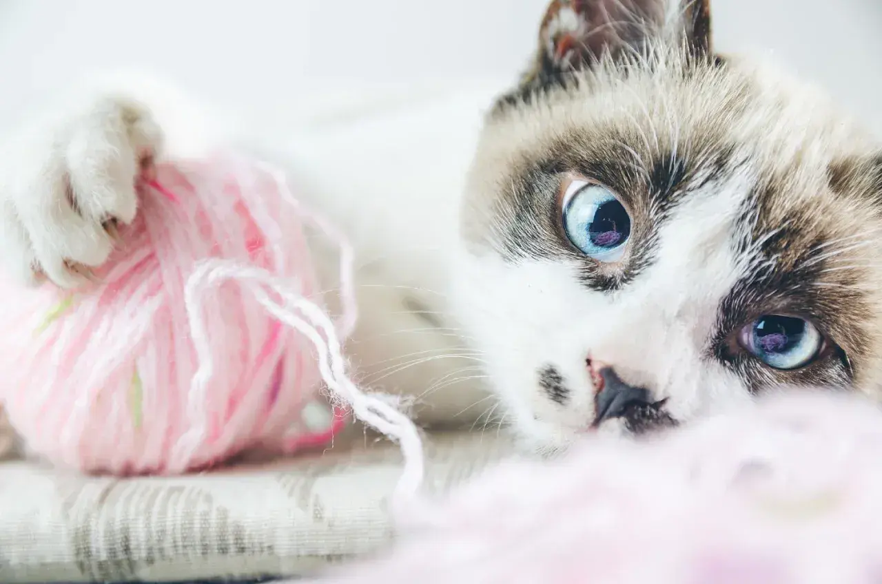 Gato con ojos azules juega con una bola de pelo rosa.