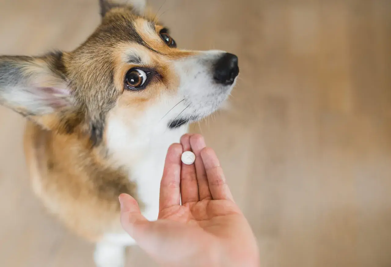 Corgi patrzy na tabletkę w dłoni. Zastanawiasz się, po jakim czasie działa tabletka na odrobaczenie psa?