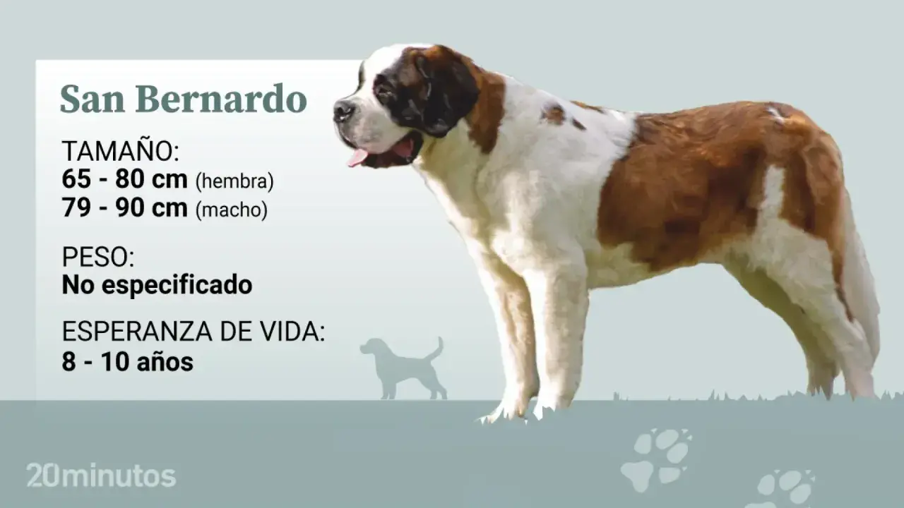 Un majestuoso San Bernardo, con su pelaje blanco y marrón, se muestra junto a datos sobre su tamaño y esperanza de vida.