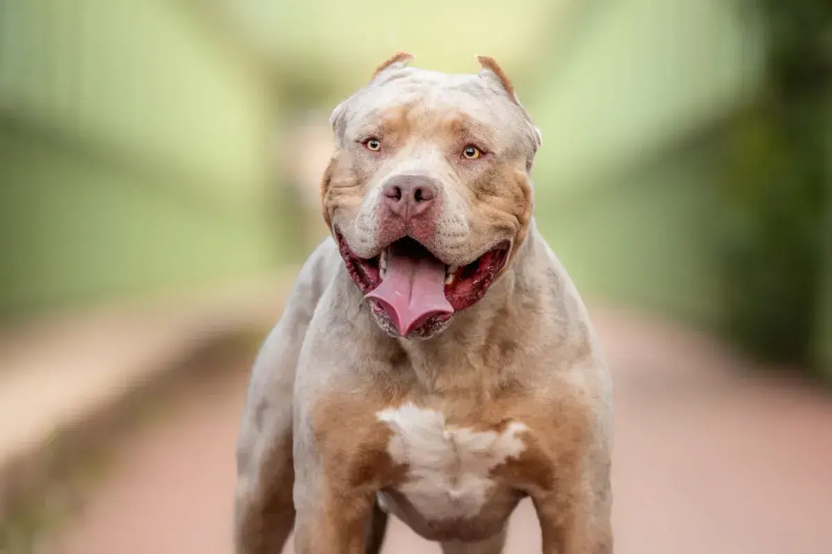 Potężny american xl bully z otwartym pyskiem i wystawionym językiem, patrzący wprost na widza.