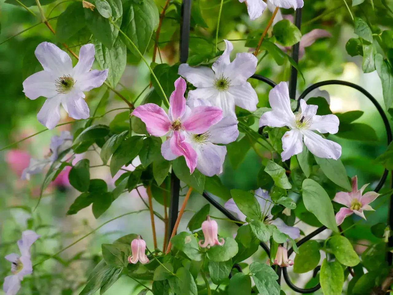 Clematis-Blüten in Rosa und Lila blühen üppig an einem Rankgitter. Der ideale clematis standort ist sonnig bis halbschattig.