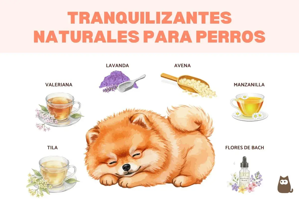 Un cachorro duerme plácidamente rodeado de ingredientes para un tranquilizante para perros casero: lavanda, avena, valeriana, manzanilla, tila y Flores de Bach.