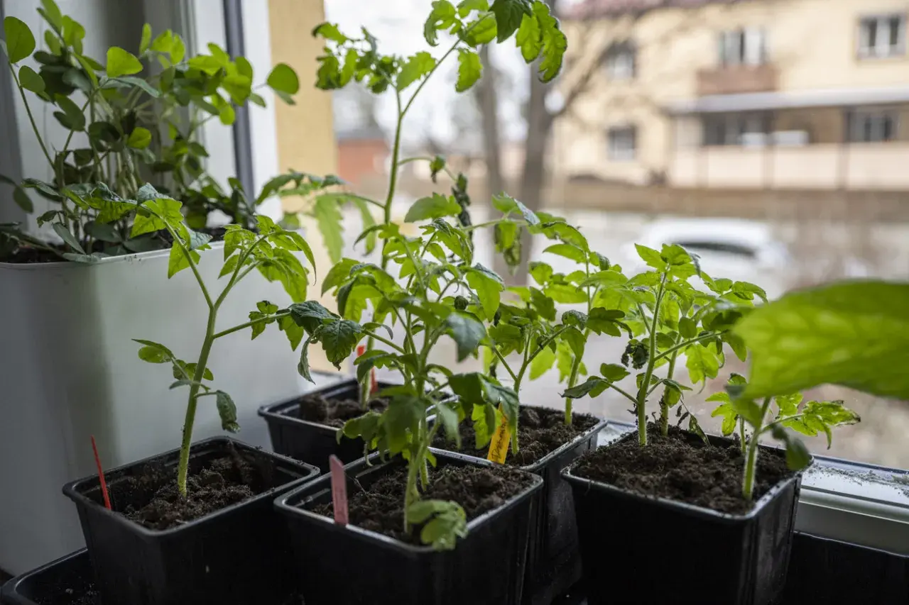 Små tomatplantor i svarta krukor på en fönsterbräda. De får näring och vatten underifrån för att trivas.