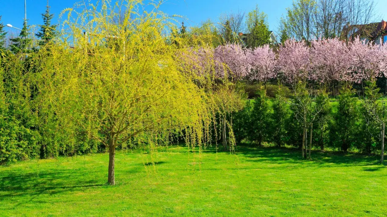 Wiosenny ogród z kwitnącym na żółto salix i różowymi drzewami wiśni.