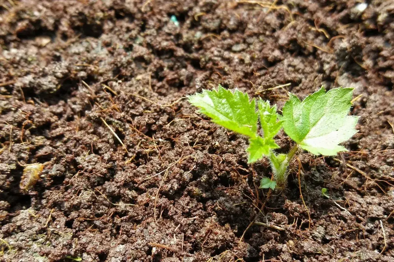 Ein junger Brombeer-Setzling wächst aus dunkler Erde. So beginnt die Vermehrung von Brombeeren.