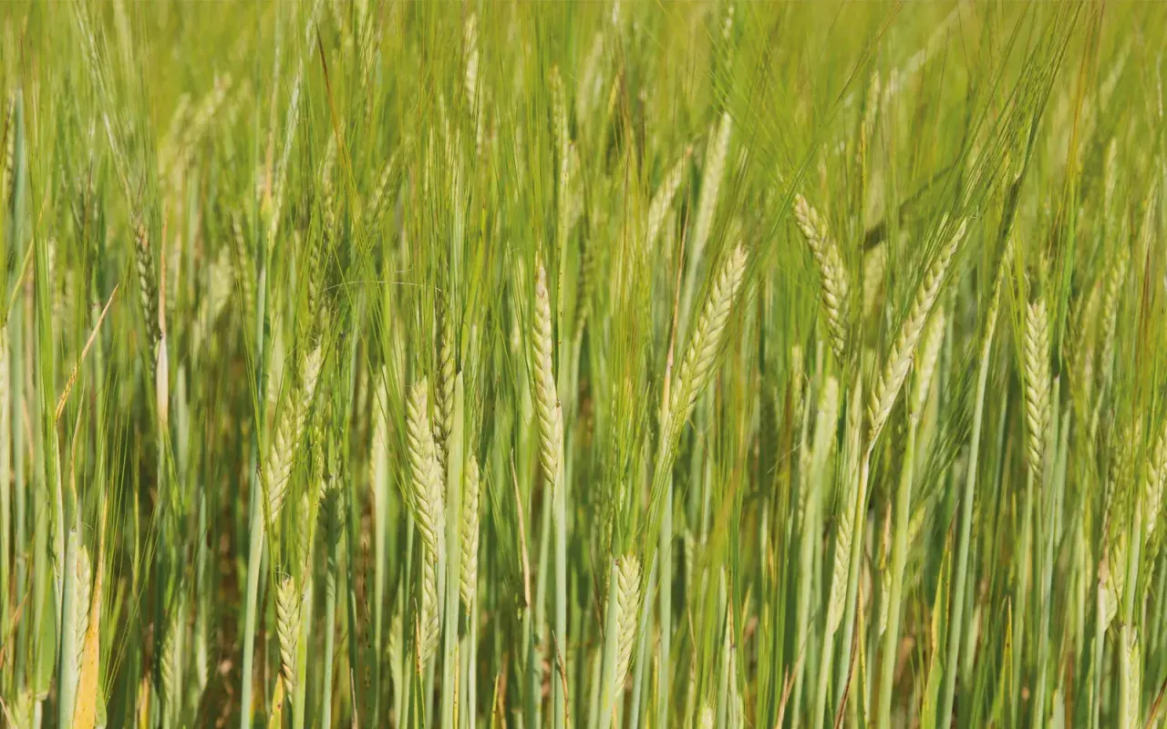 Champ d'orge verte, les épis de cet orge 2 rangs ou 6 rangs se balancent doucement au soleil.