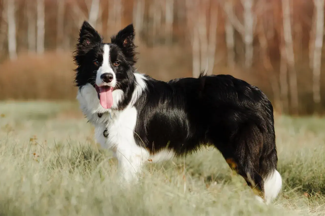 Border collie ile żyje średnio 10-17 lat. Ten piękny piesek z pewnością cieszy się życiem na łonie natury.