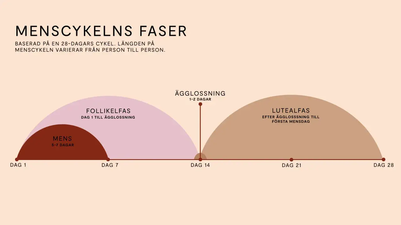 Illustration av menscykelns faser: mens, follikelfas, ägglossning och lutealfas.