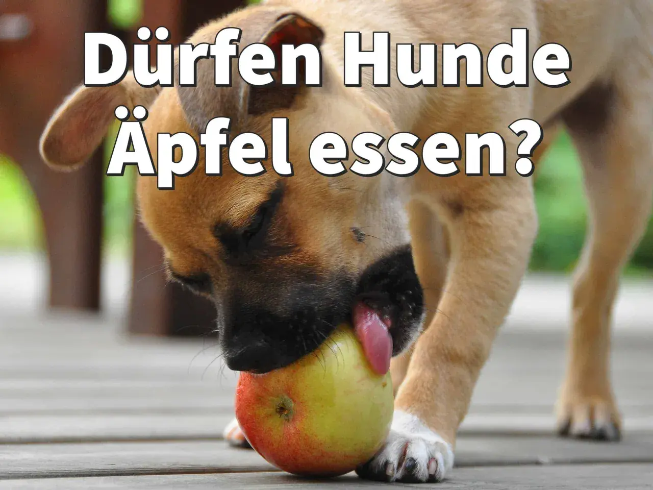 Ein neugieriger Hund probiert einen roten und gelben Apfel.