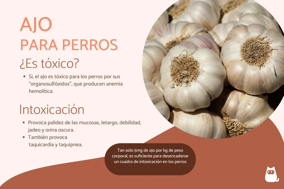 Ajo para perros: ¿es tóxico? El ajo es tóxico para los perros, causando anemia. ¡Cuidado con la intoxicación!