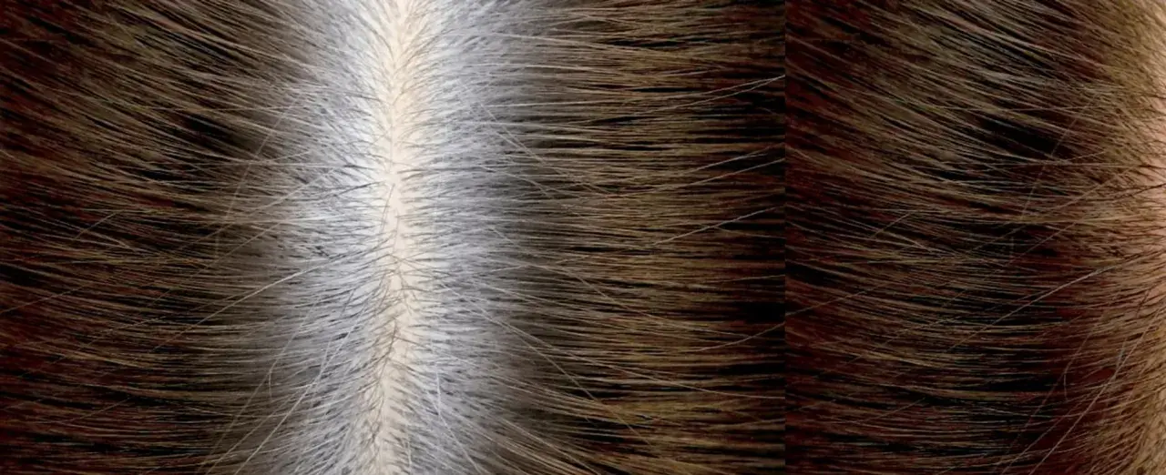 Cabello con raíces grises y puntas oscuras. La pregunta es: ¿cada cuánto tiempo se puede teñir el pelo para mantener este look?