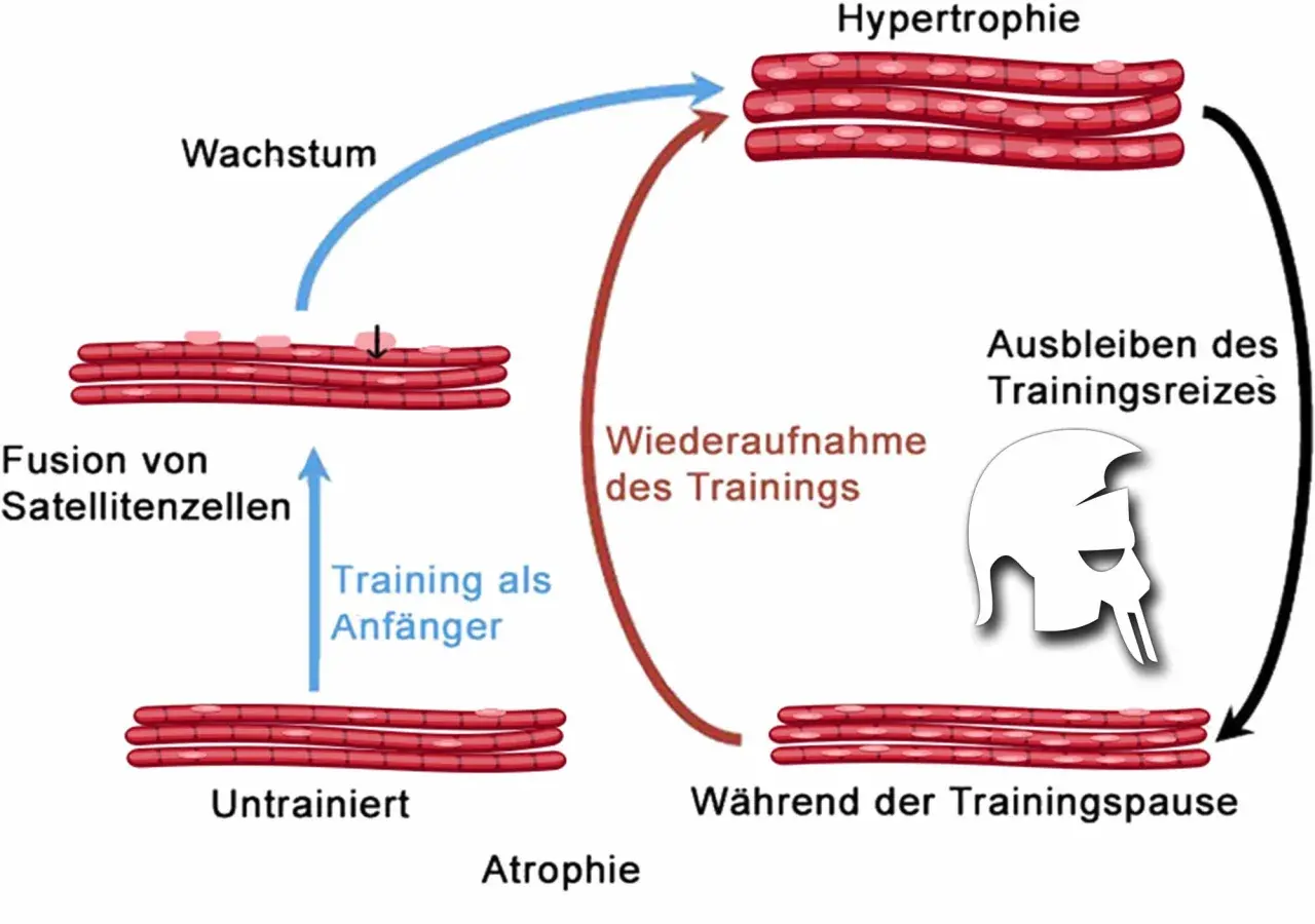 Schema zeigt Muskelaufbau (Hypertrophie) und -abbau (Atrophie). Muskeln wachsen durch Training, schrumpfen bei Trainingspause. So schnell baut man Muskeln ab.