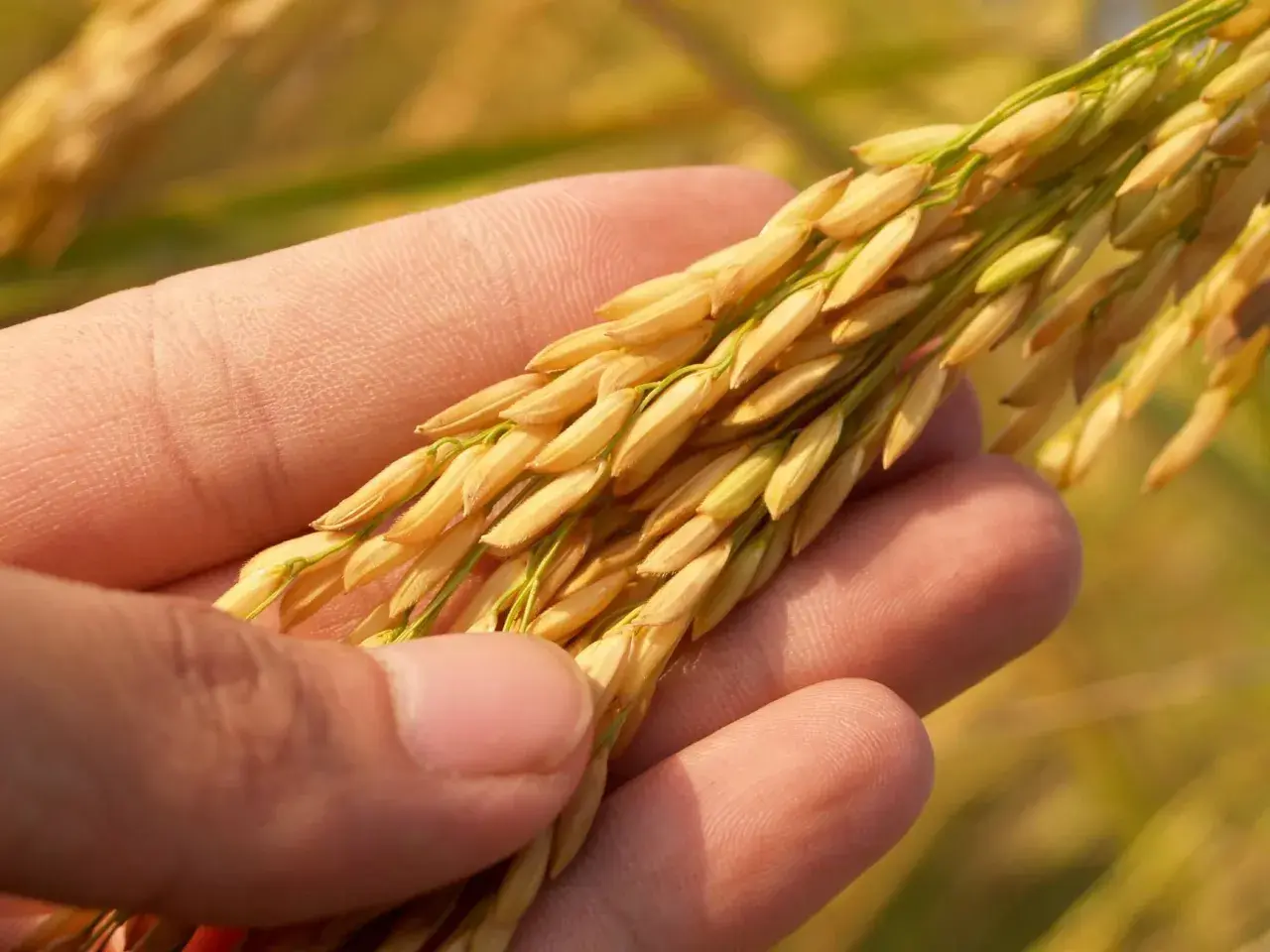 Czy jęczmień ma gluten? Rozwiewamy wątpliwości + zamienniki