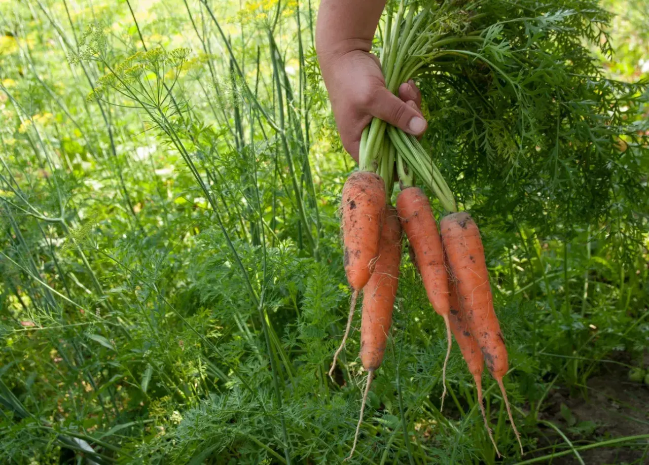 Ręka trzyma pęczek świeżo wykopanych, pomarańczowych marchewek. W tle bujna zieleń, sugerująca udane sianie marchwi.