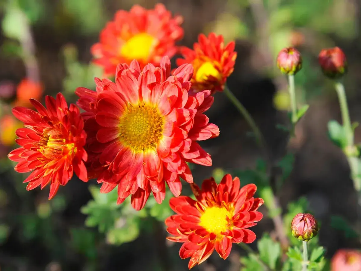 Leuchtend rote Chrysanthemen blühen im Herbst. Diese winterhart Chrysanthemen Arten trotzen der Kälte und bringen Farbe in den Garten.