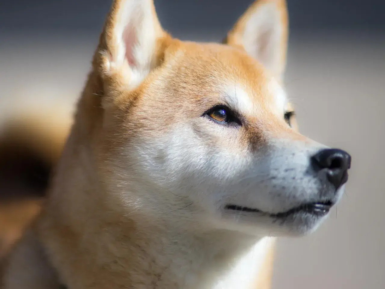 Un Shiba Inu con mirada penetrante, un ejemplo de perros de moda que cautivan con su estilo natural y elegancia.