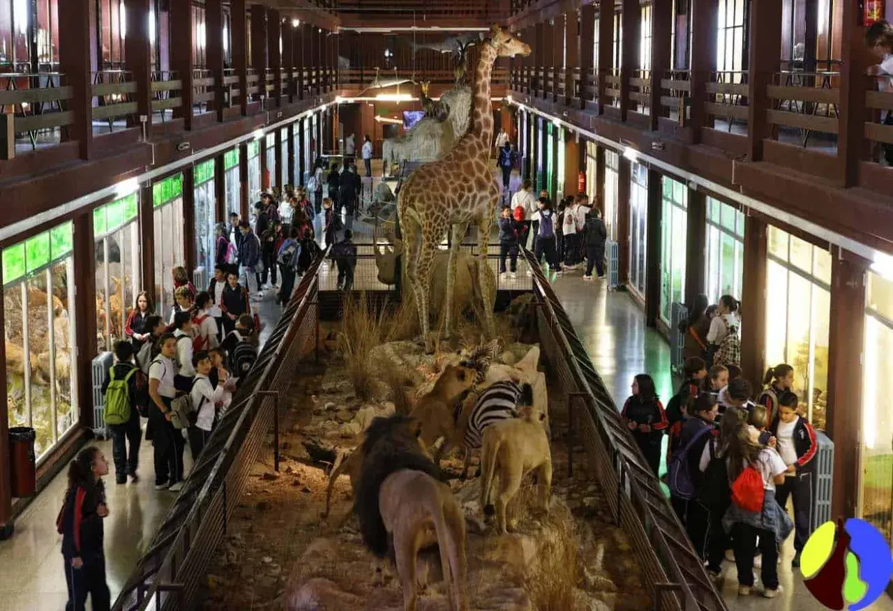 Niños observan dioramas de animales en el museo ciencias naturales valencia. Jirafa, leones y cebras en exhibición.