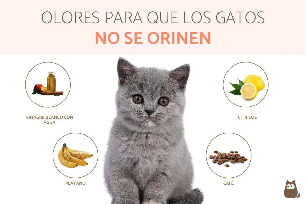 Un gatito gris mira a la cámara rodeado de círculos con vinagre, plátano, cítricos y café. Estos son olores que odian los gatos y ayudan a que no se orinen.