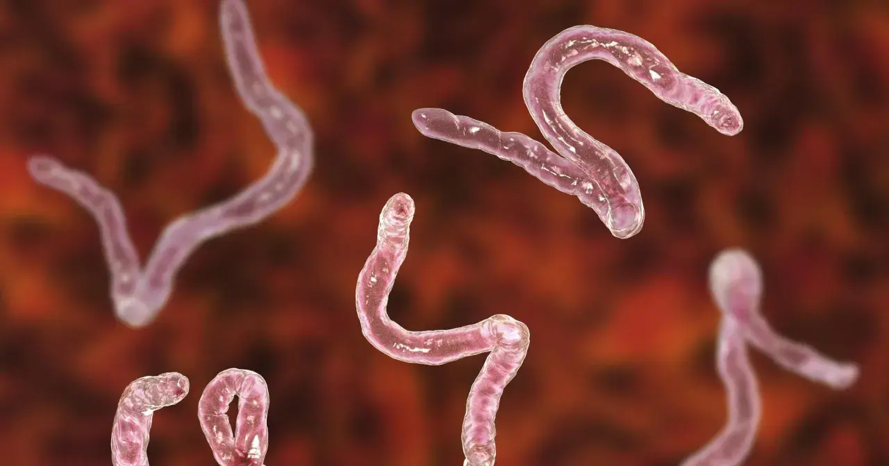 Różowe, wijące się pasożyty, przypominające kształtem literę S, to giardia.