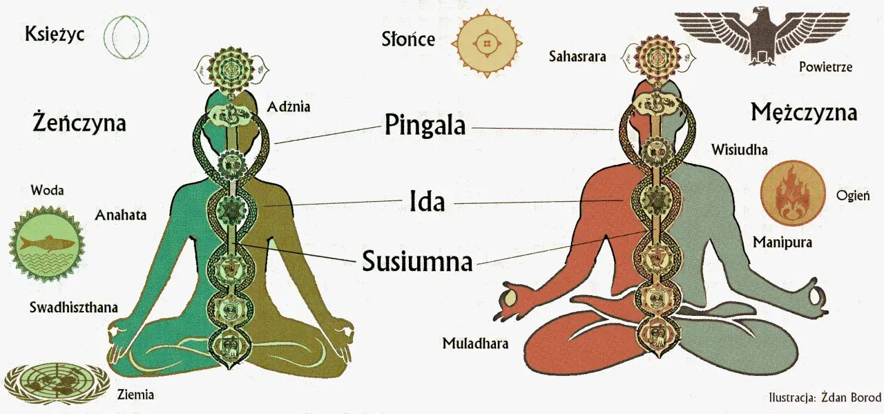 Ilustracja przedstawia schemat ludzkiego ciała z zaznaczonymi siedmioma głównymi czakrami, kanałami Idą, Pingalą i Suszumną.