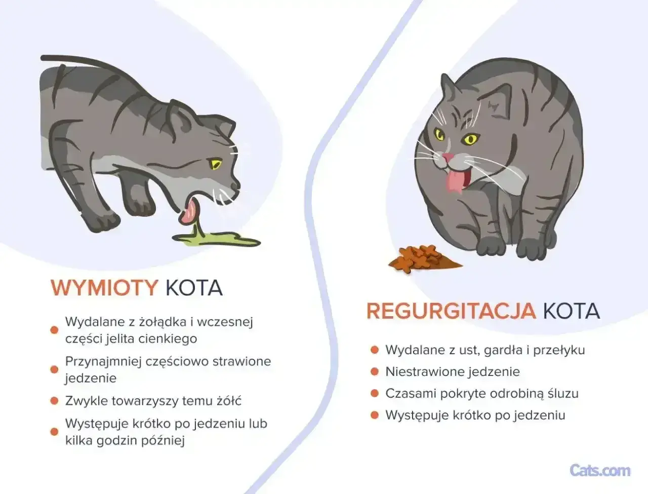 Ilustracja pokazuje dwa koty: jeden wymiotuje, drugi regurgituje. Objawy zatrucia u kota mogą być różne.