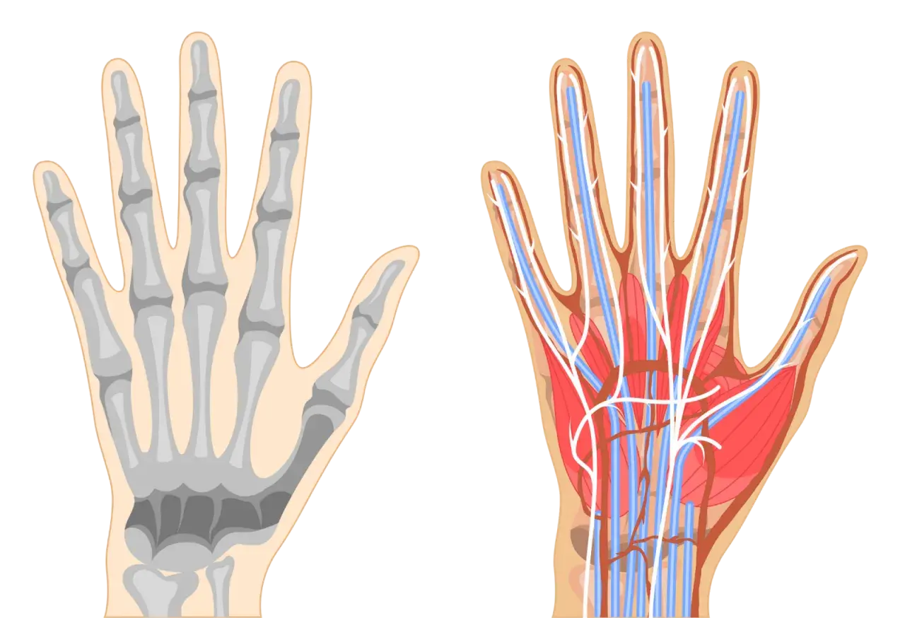 Vergleich von Skelett und Gefäßsystem der Hand. Die Hand anatomie zeigt Knochen, Muskeln, Nerven und Blutgefäße.