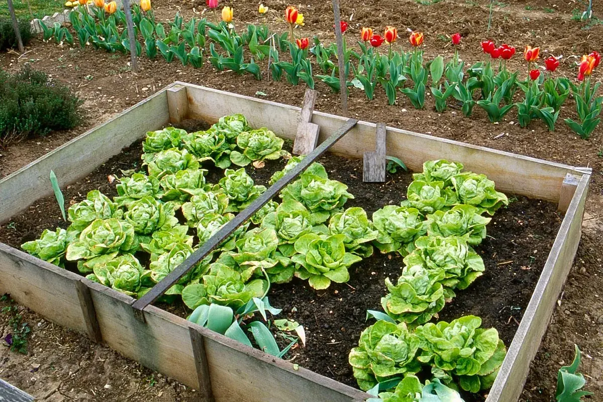 Un potager en carré avec de jeunes semis de salade bien verts. Des tulipes colorées bordent le jardin.
