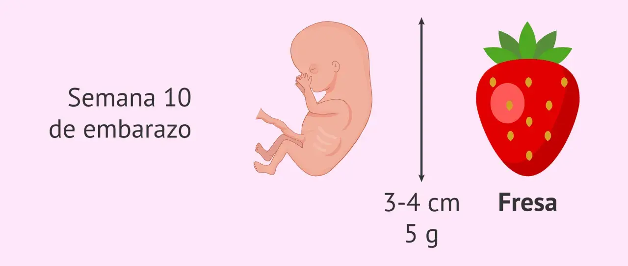 Feto de 10 semanas de embarazo, tamaño de fresa, 3-4 cm y 5 g.