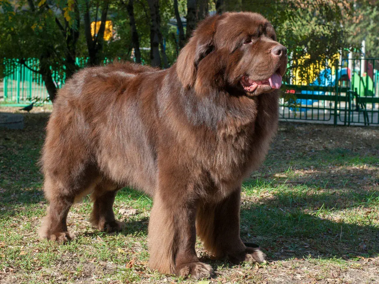 Un perro terranova marrón, uno de los perros super grandes, posa en un parque con su lengua afuera.