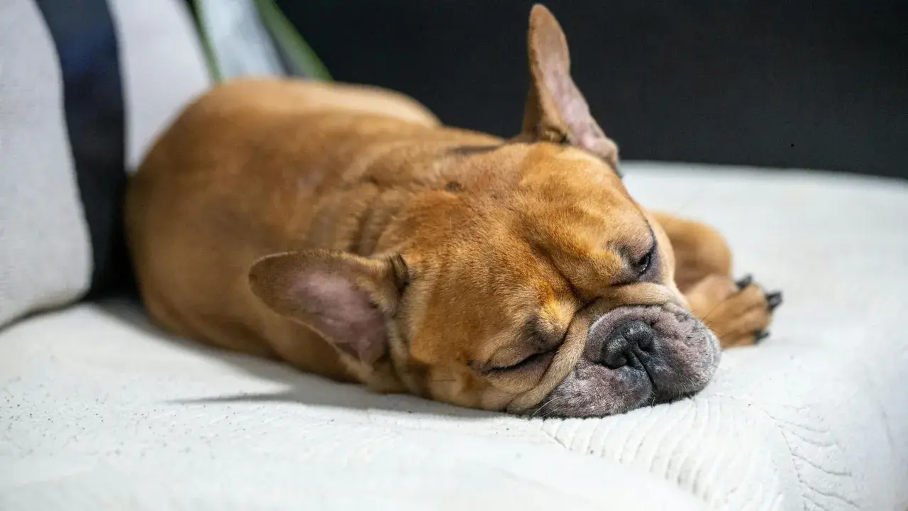 Ein brauner Französischer Bulldogge schläft tief und fest. Man hört ihn leise grunzen beim Schlafen.