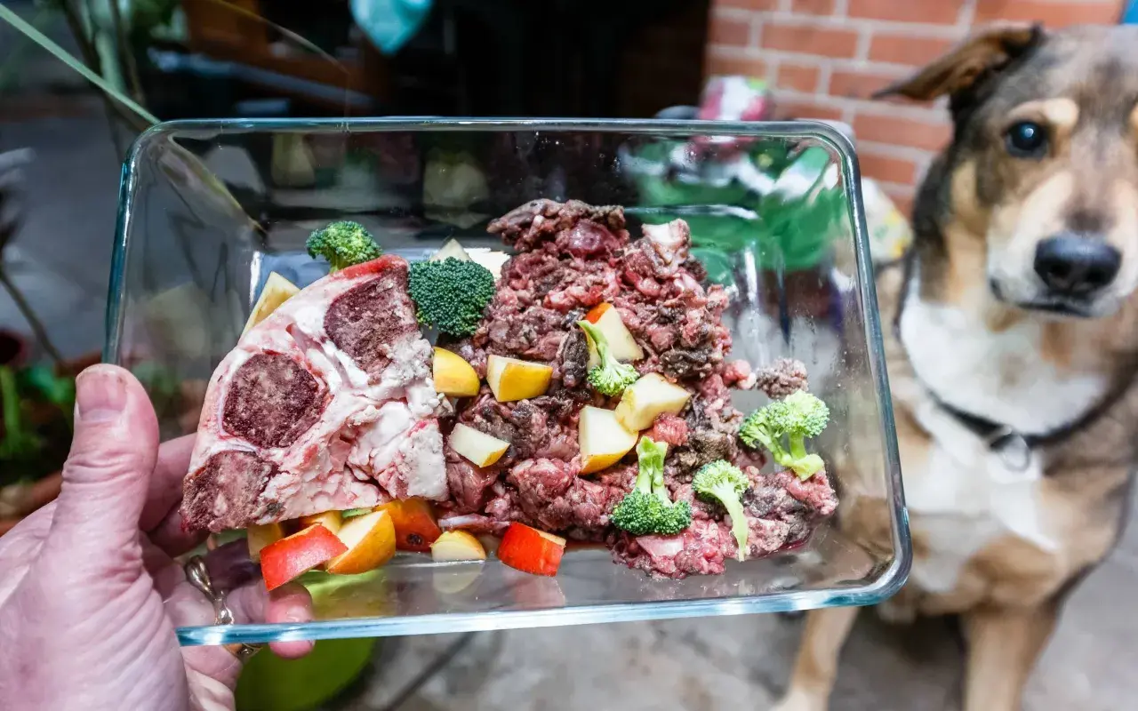 Schüssel mit rohem Fleisch, Brokkoli und Apfelstücken für ein Hundefutter-Rezept. Ein Hund wartet gespannt.