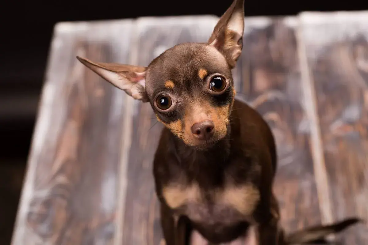 Mały, brązowy piesek chihuahua z wielkimi oczami, ciekawie przechyla głowę. Zastanawiasz się, ile waży chihuahua?
