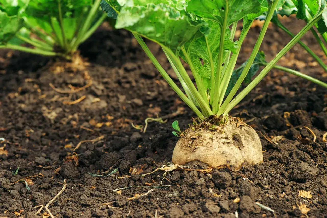Una barbabietola da zucchero emerge dal terreno fertile, promettendo un raccolto dolce. La semina è iniziata.