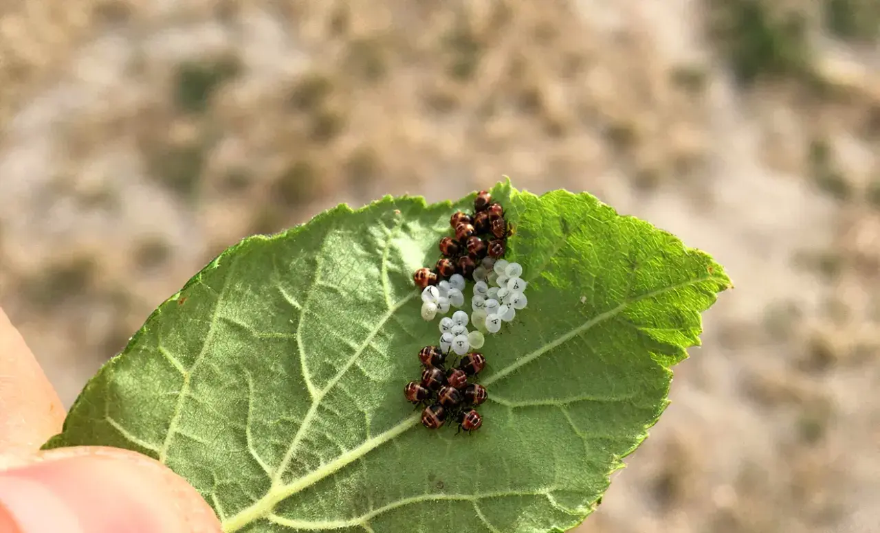 Un grappolo di uova di cimice verde, alcune bianche e altre marroni, su una foglia verde.