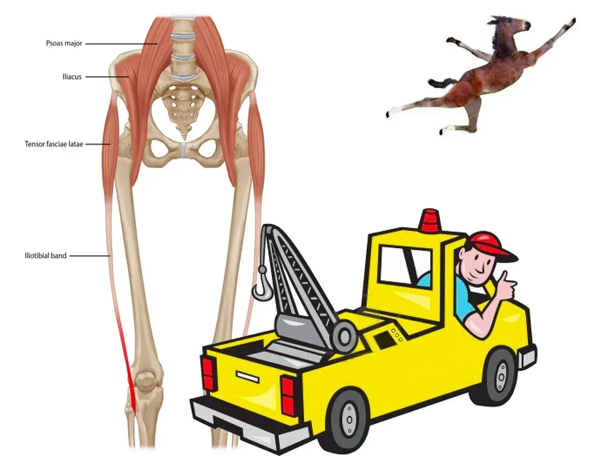 Anatomia della bandelletta ileotibiale e muscoli correlati. Un cavallino in posa e un carro attrezzi sorridente suggeriscono esercizi per la bandelletta ileotibiale.