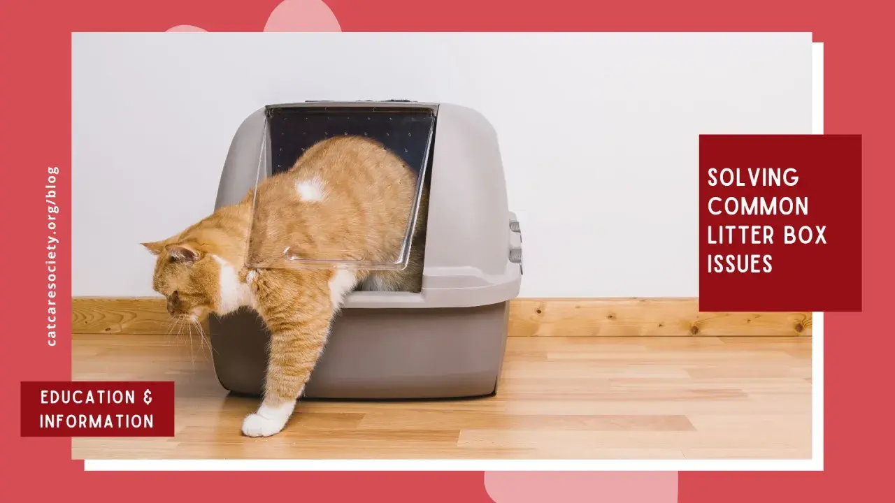 An orange cat enters a litter box. Learn how do cats know to use the litter box and solve common litter box issues.
