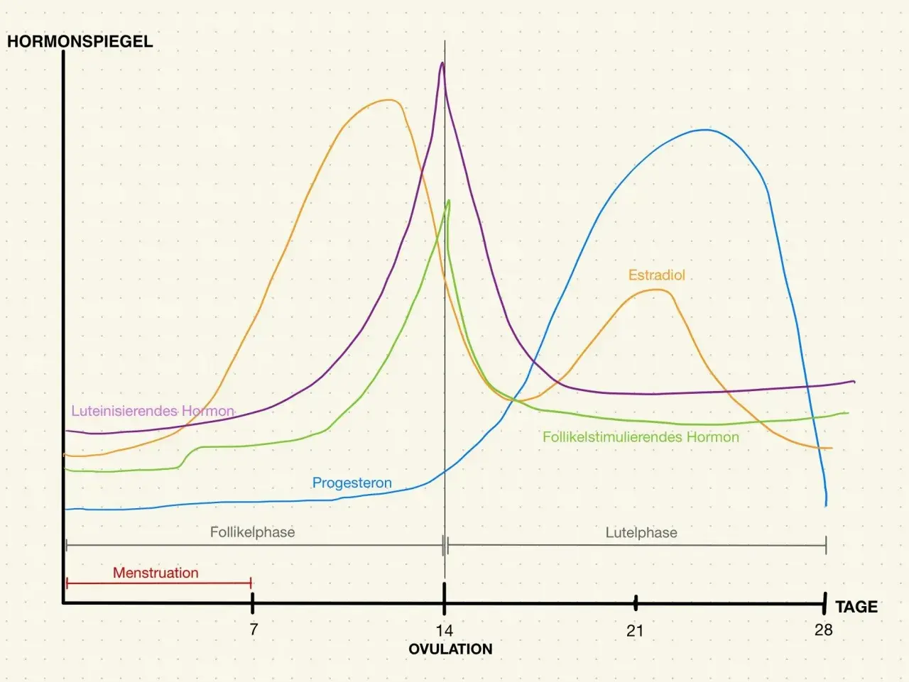 Der Hormonspiegel zeigt, was ein Zyklus ist: Menstruation, Follikelphase, Ovulation und Lutealphase, mit schwankenden Hormonen wie Östrogen und Progesteron.