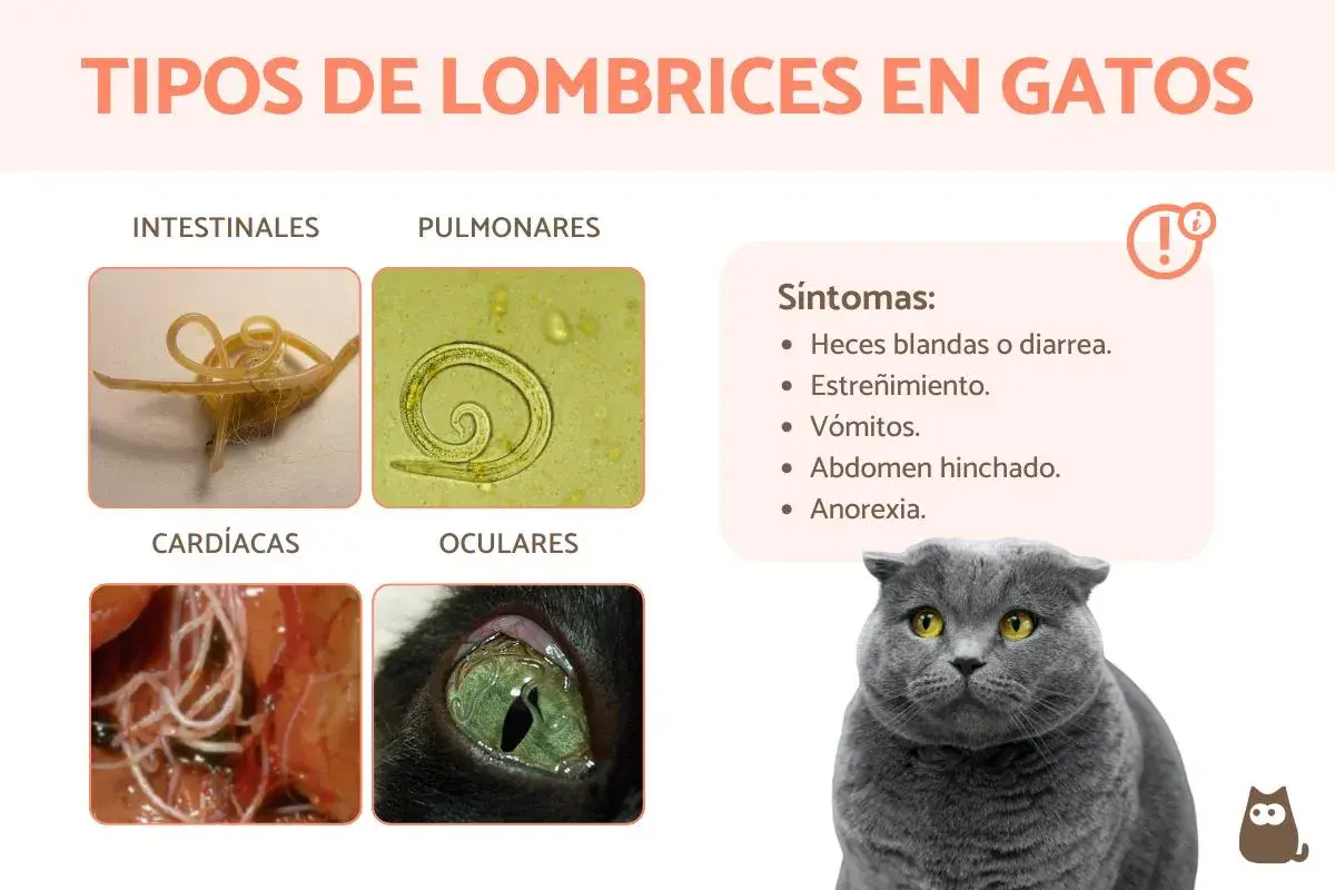 Infografía sobre tipos de lombrices en gatos: intestinales, pulmonares, cardíacas y oculares. Si mi gato tiene lombrices blancas, podría ser uno de estos tipos.