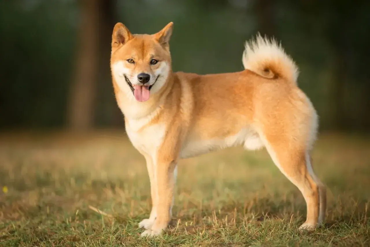 Ein freundlicher Shiba Inu steht im Gras, die Zunge hängt heraus.