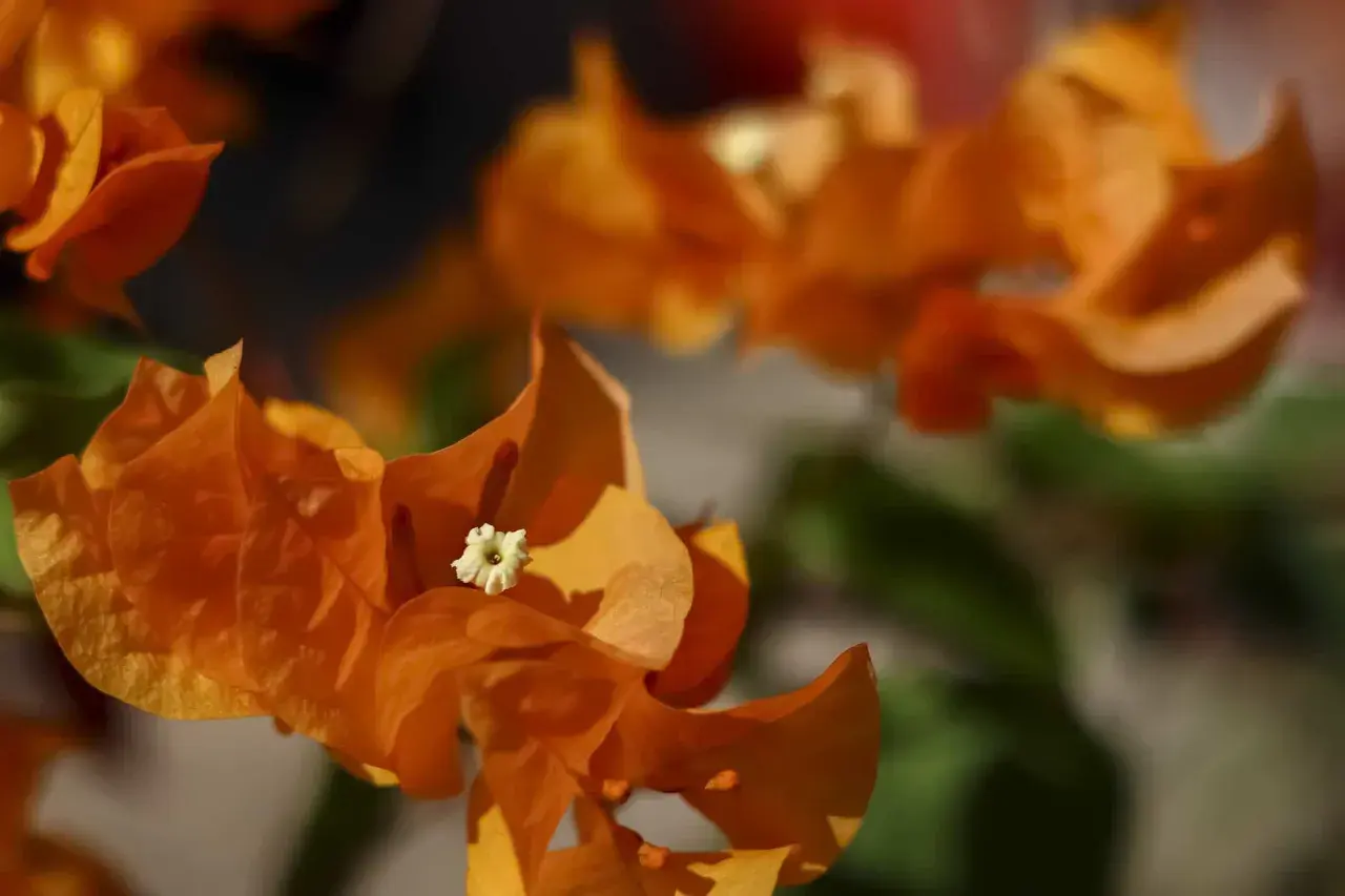 Gros plan sur des bractées orange vif de bougainvillier, avec un petit détail sur l'entretien de la plante.