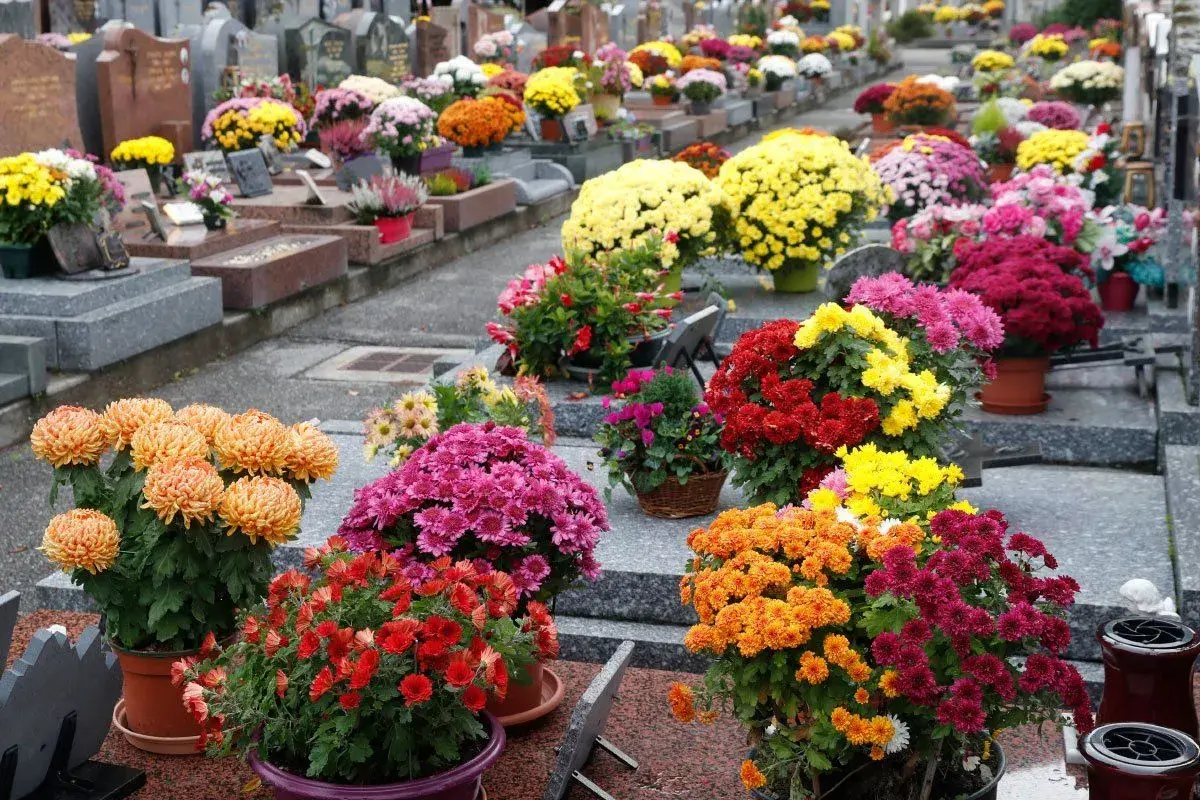 Kolorowe chryzantemy, popularne kwiaty na cmentarz zimą, zdobią nagrobki.