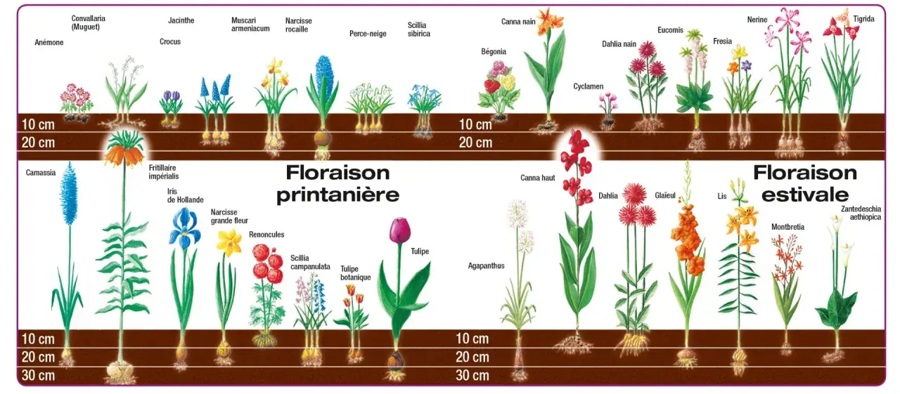 Illustration de divers bulbes de printemps et d'été, montrant leur croissance et leur floraison.
