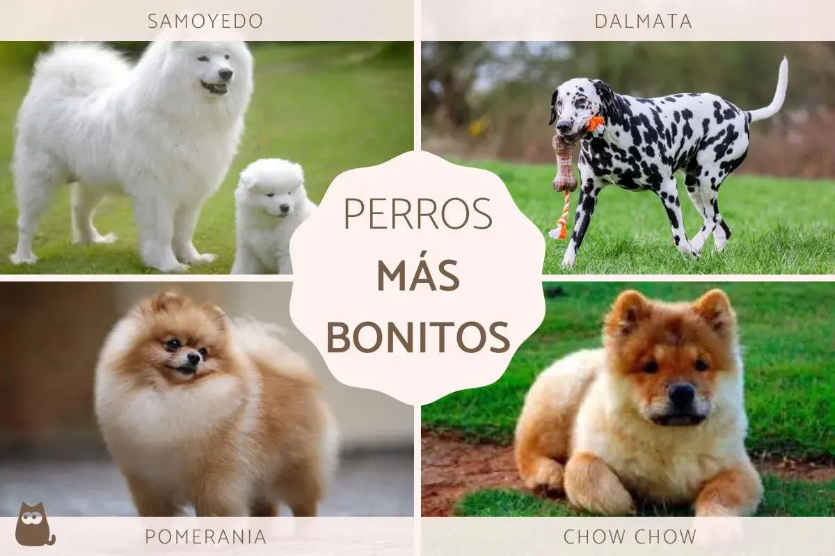 Cuatro razas de perros: Samoyedo, Dálmata, Pomerania y Chow Chow, todos ellos perros más bonitos del mundo.