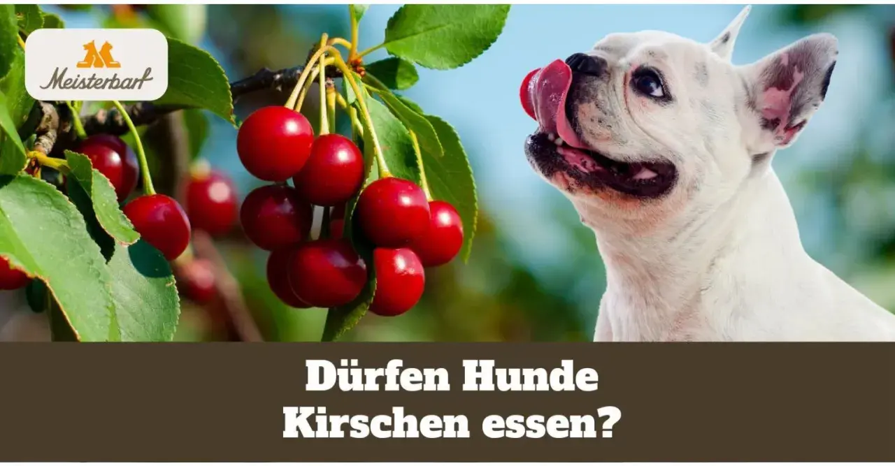 Ein süßer Hund leckt sich die Lippen, während Kirschen am Baum hängen. Die Frage "Dürfen Hunde Kirschen essen?" wird gestellt.