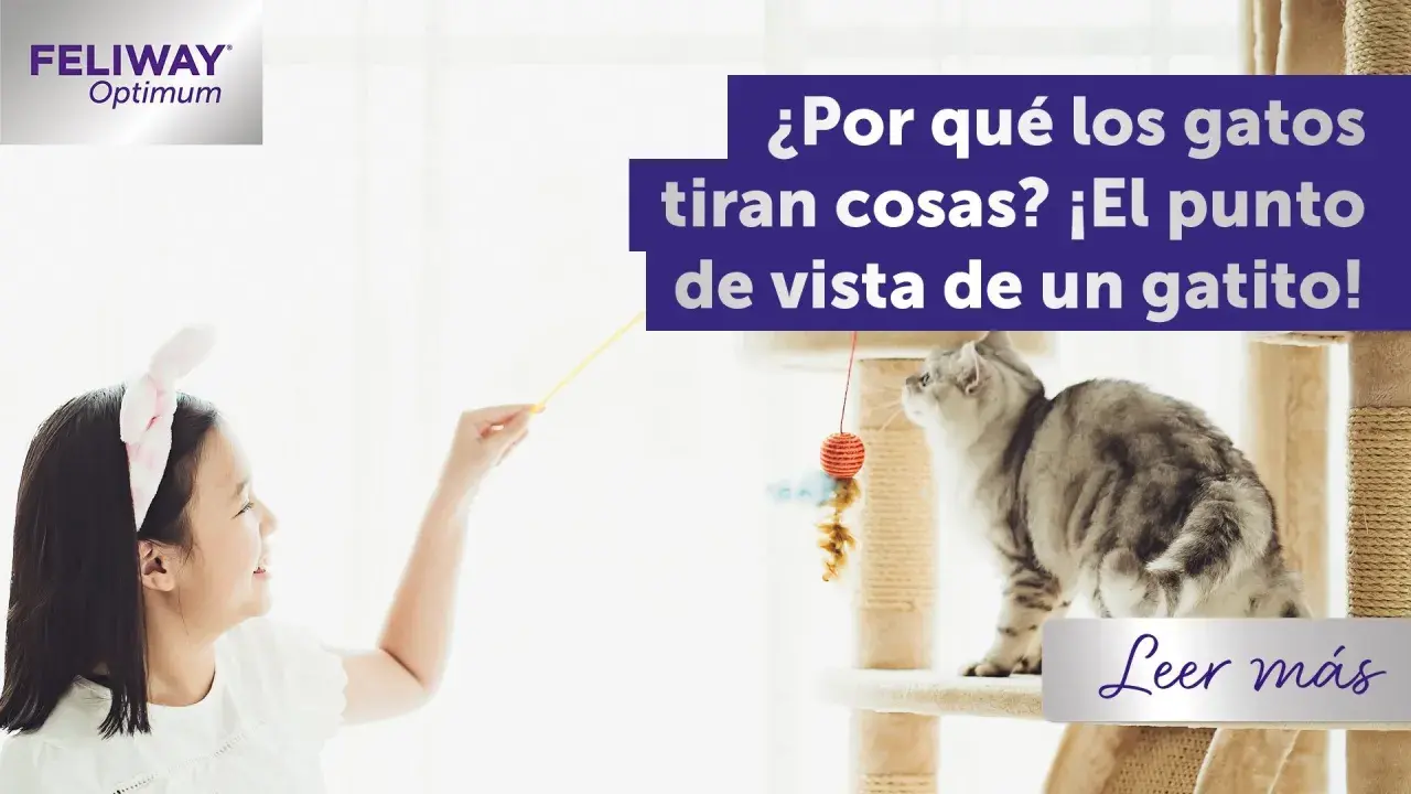 Una niña juega con un gato gris en un rascador, explorando por qué los gatos tiran cosas desde su perspectiva gatuna.