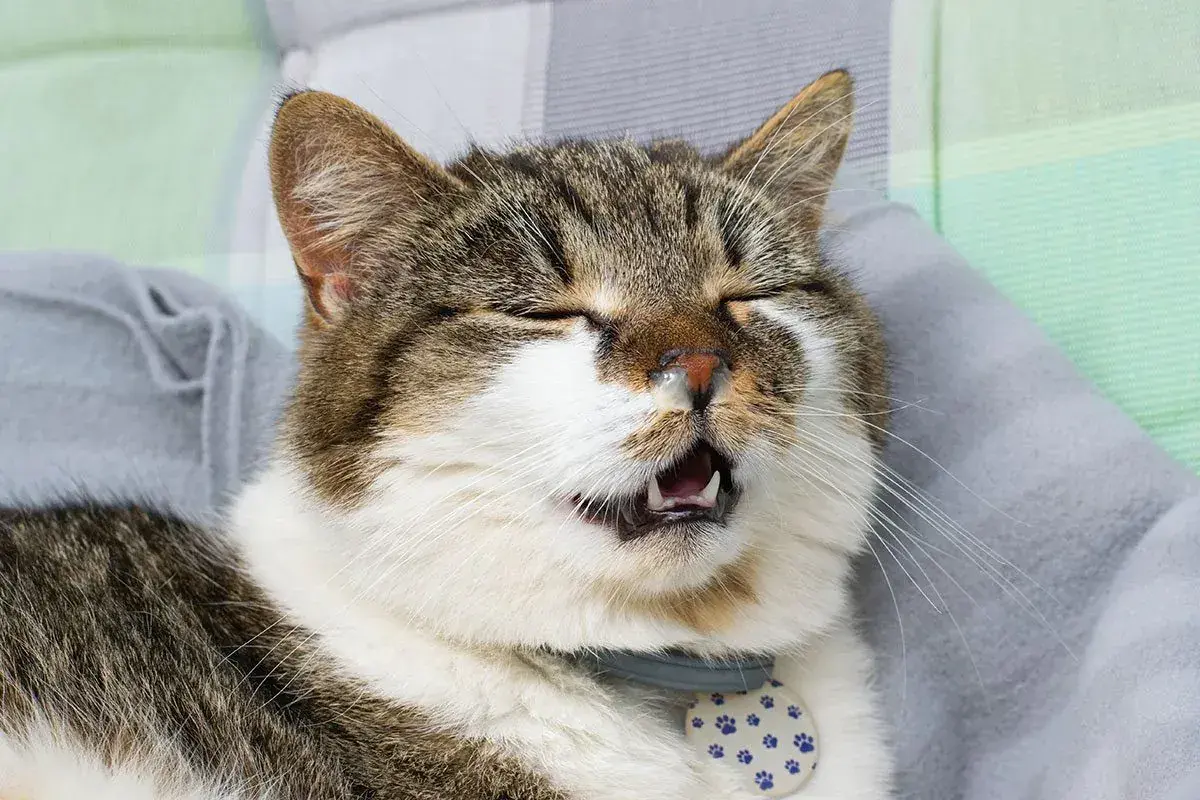 A tabby cat with its eyes closed and mouth open appears to be sneezing or has a runny nose.