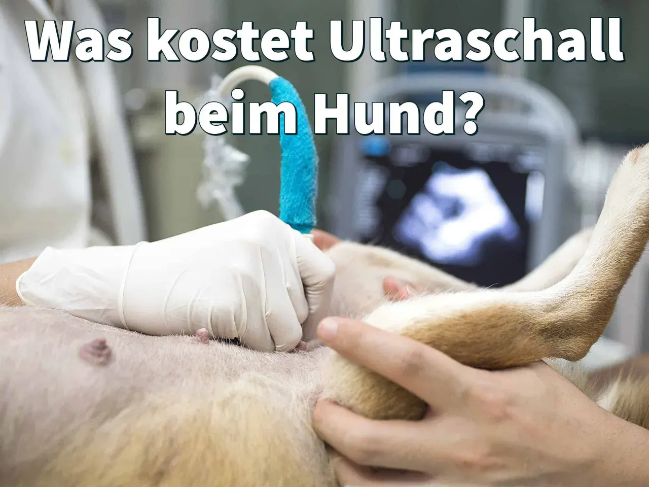 Tierarzt führt Ultraschall bei Hund durch. Informiere dich über die Ultraschall Hund Kosten und mögliche Gründe für die Untersuchung.