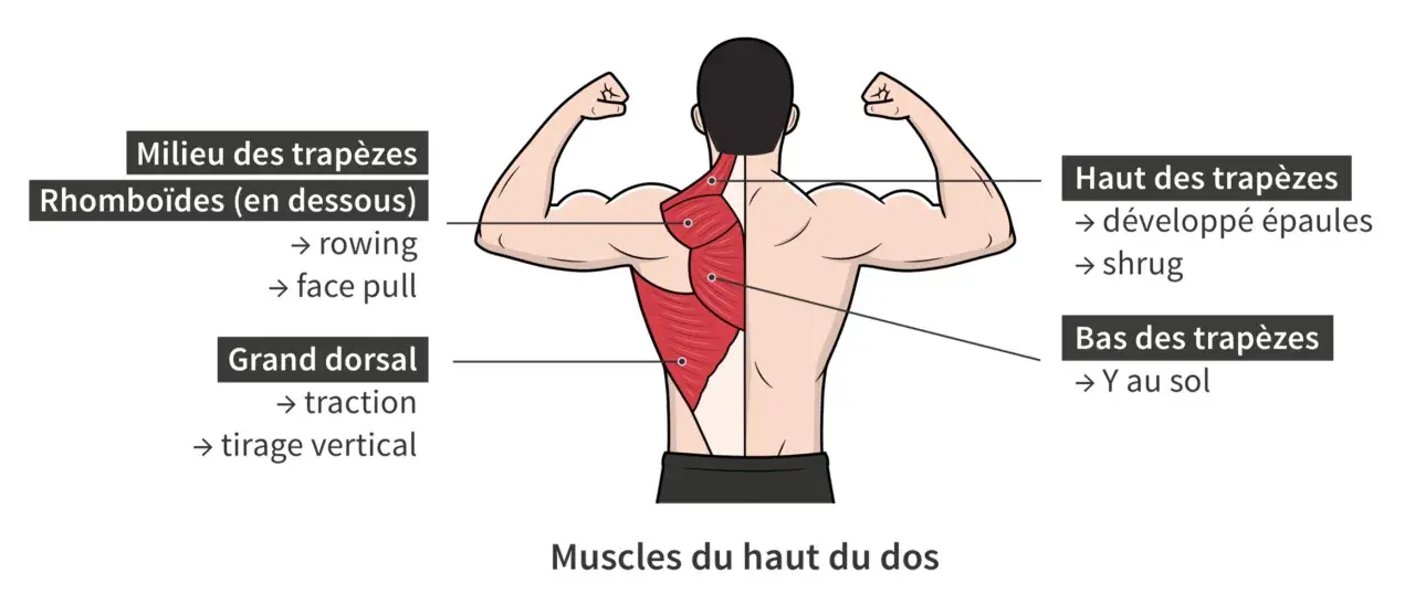 Anatomie du muscle haut du dos : vue détaillée des trapèzes et du grand dorsal, avec exercices associés.