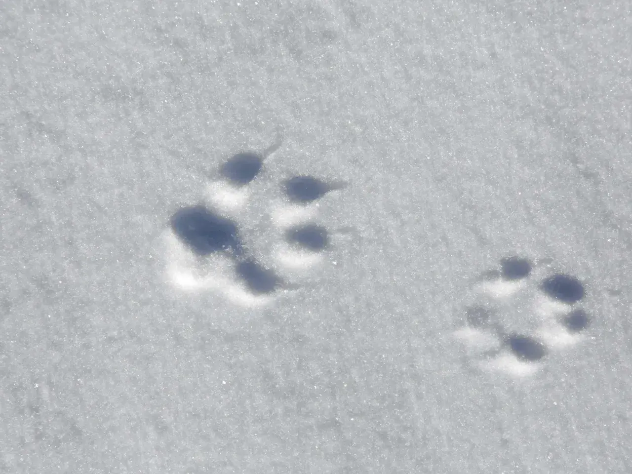 Spuren im Schnee, die auf die Gangart eines Fuchses hindeuten. Ein kleiner, eleganter Abdruck neben einem größeren.